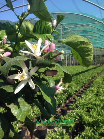 Pianta di Limone (vaso - 20) con frutto
