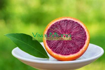 Pianta di Arancio Moro o Arancia Rossa di Sicilia (vaso - 20)