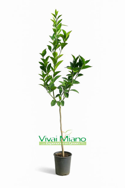 Pianta di Arancio Navelina