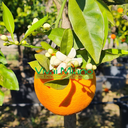 Pianta di Arancio Sanguinello Moscato