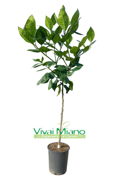 Pianta di Arancio Tarocco "Foglia di Nespolo"