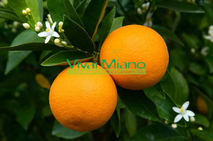 Pianta di Arancio Washington Navel (vaso - 20)
