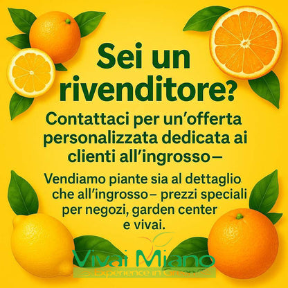 Pianta di Kumquat - Mandarino Cinese (vaso - 20) con frutto