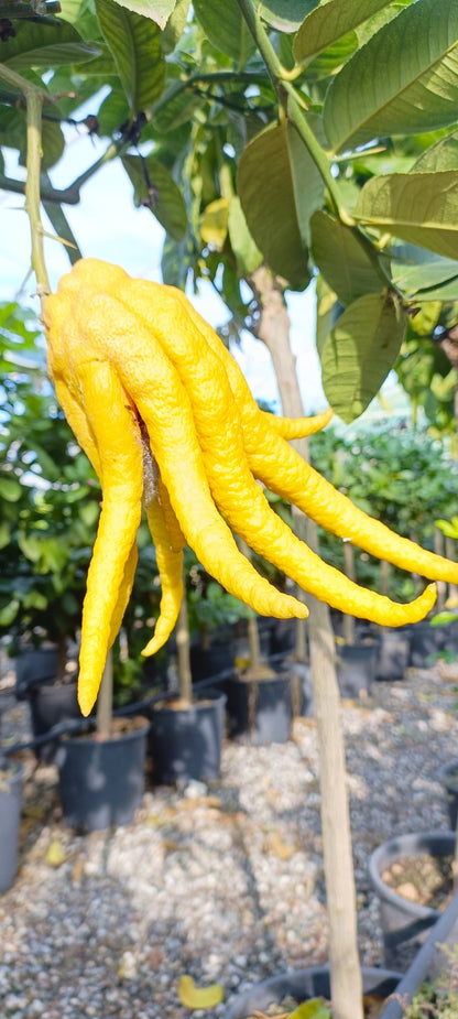 Pianta di Cedro Mano di Budda