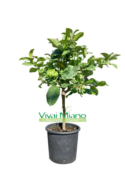 Pianta di Limone Variegato (vaso - 20)