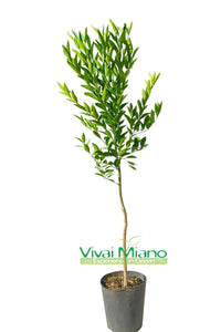 Pianta di Mandarino Tardivo di Ciaculli