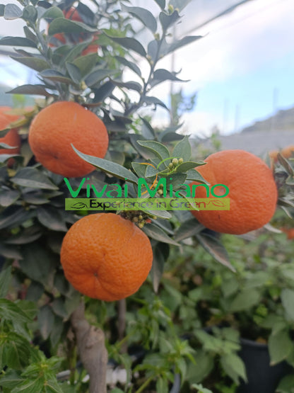 Pianta di Chinotto (vaso - 20)