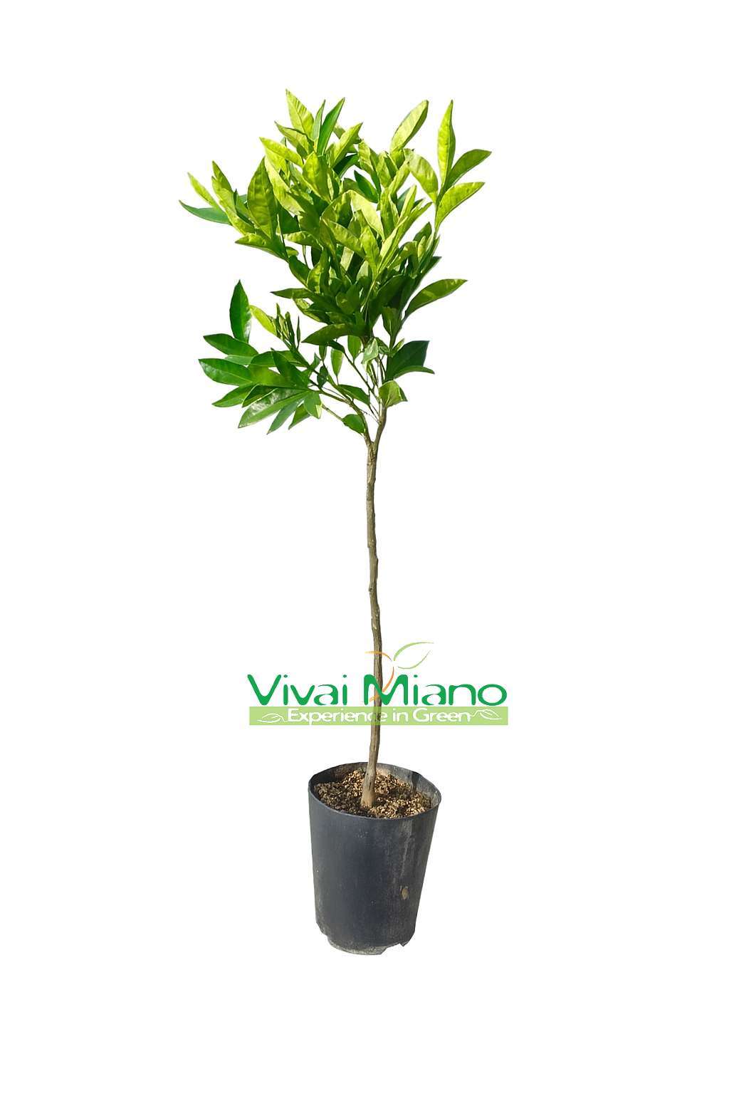 Pianta di Clementine Tangelo Nova