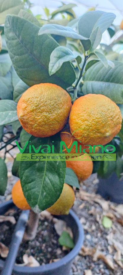 Pianta di Lime Rossa di Rangpur