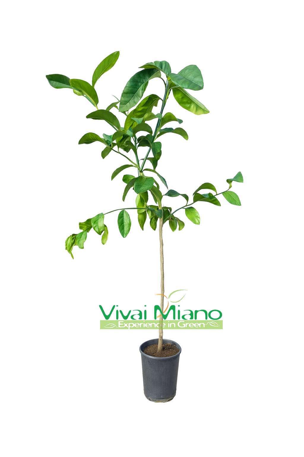 Pianta di Limone Pera del Commendatore