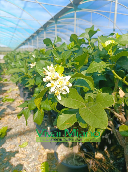 Pianta di Limone Zagara Bianca (vaso - 20)