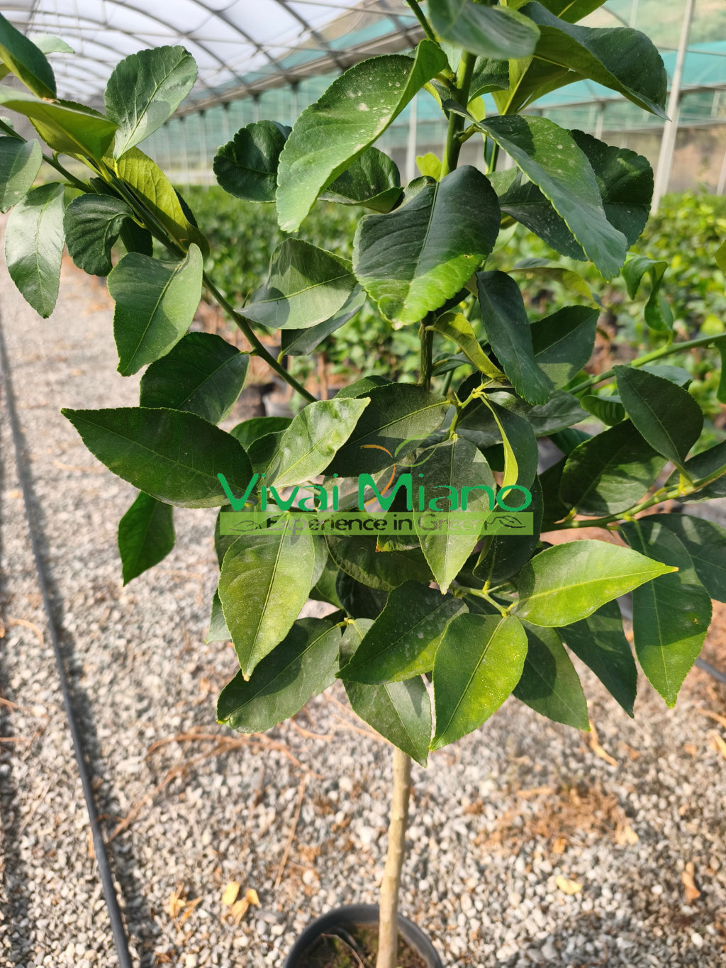 Pianta di Limone Adamo