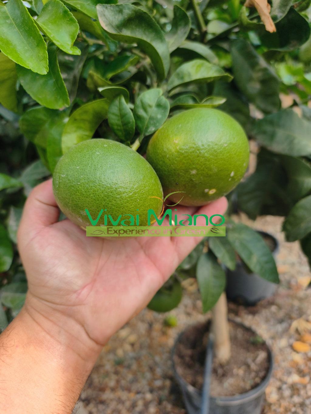 Satsuma Miyagawa mandarinplanta (kruka - 20)
